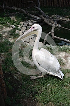 Pelican