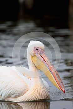 Pelican