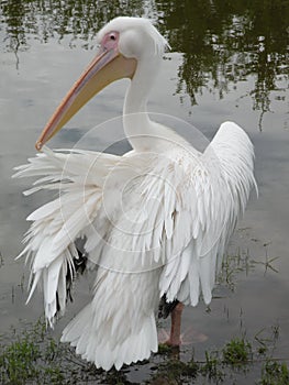 Pelican