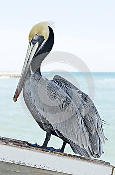 Pelican