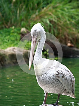 Pelican