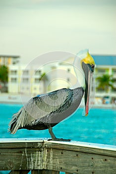 Pelican