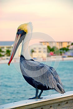 Pelican