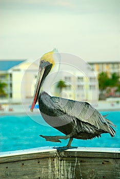 Pelican