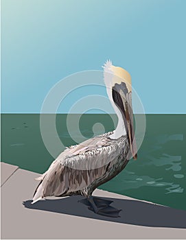 Pelican