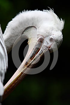 Pelican