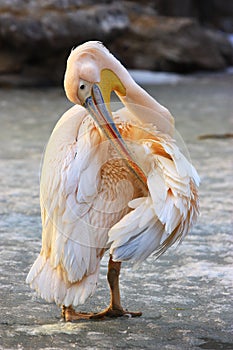 Pelican