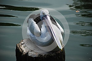 Pelican