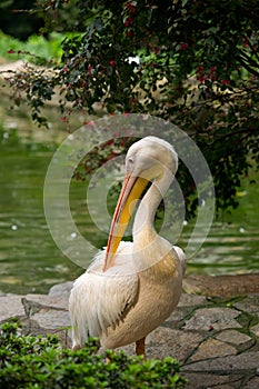 Pelican