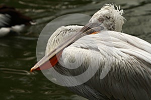 Pelican