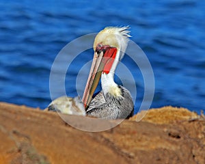 Pelican