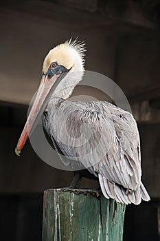 Pelican