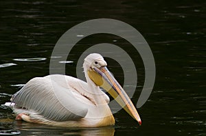 Pelican