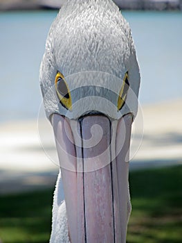 Pelican