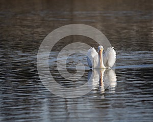 Pelican