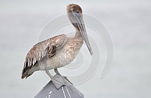 Pelican