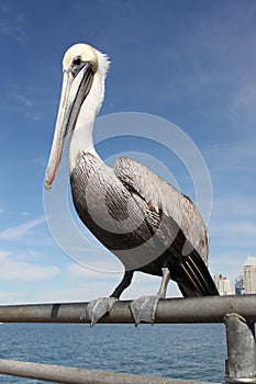 Pelican