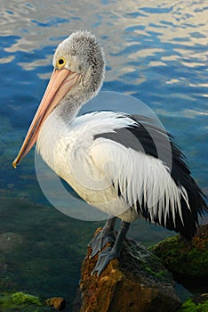 Pelican