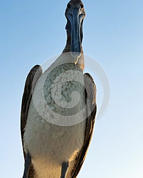 Pelican