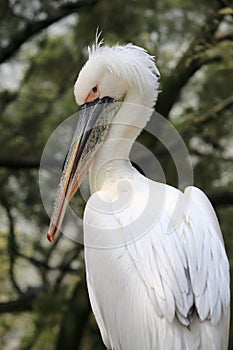 Pelican