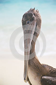 Pelican