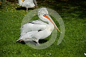 Pelican