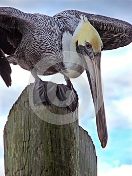 Pelican