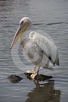 Pelican