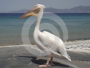 Pelican