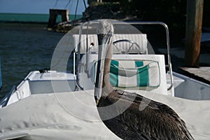 Pelican