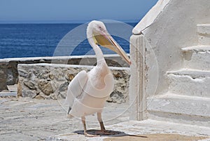 Pelican