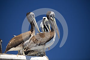 Pelican .