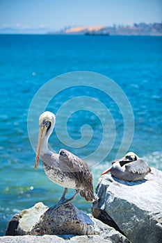 Pelican .