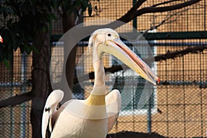 Pelican