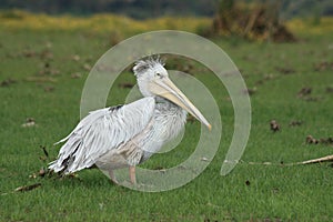 Pelican