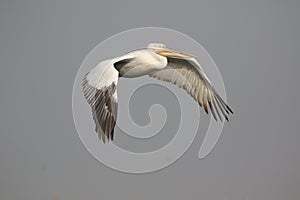 Pelican