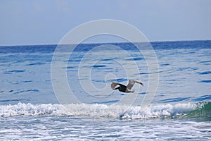 Pelican