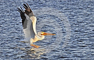 Pelican