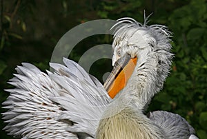 Pelican