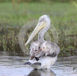 Pelican in africa