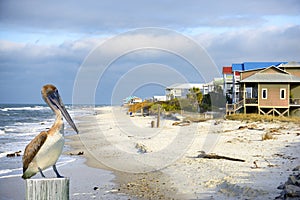 Pelican in Apalachicola, Florida, USA