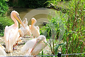 Pelican around lake