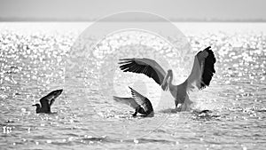 Pelican attacks gull, to take away fish