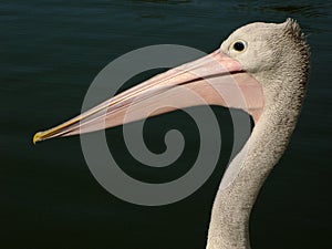 Pelican - Australia