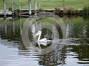 Pelican Australia