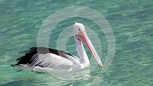 pelican Australia sea