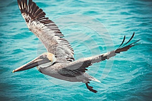 Pelican on a background of blue water