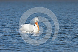 Pelican With A Bad Hairdo