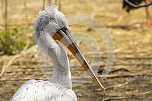Pelican on the banks of a river