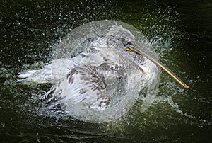 A pelican bathing